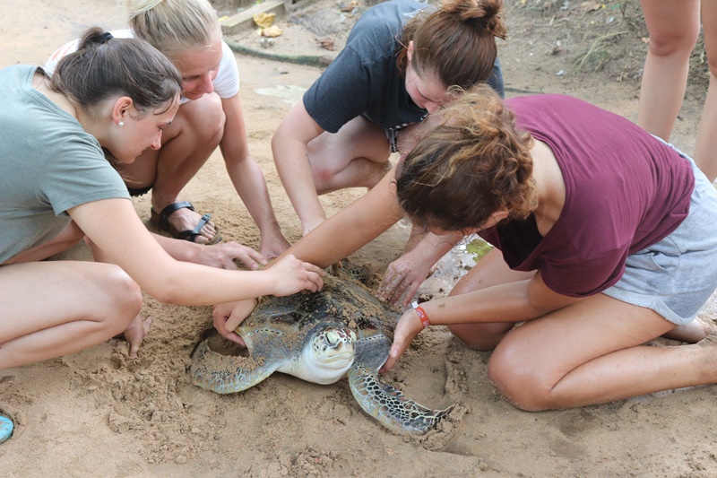 Volunteers observing a sea turtle during a conservation activity