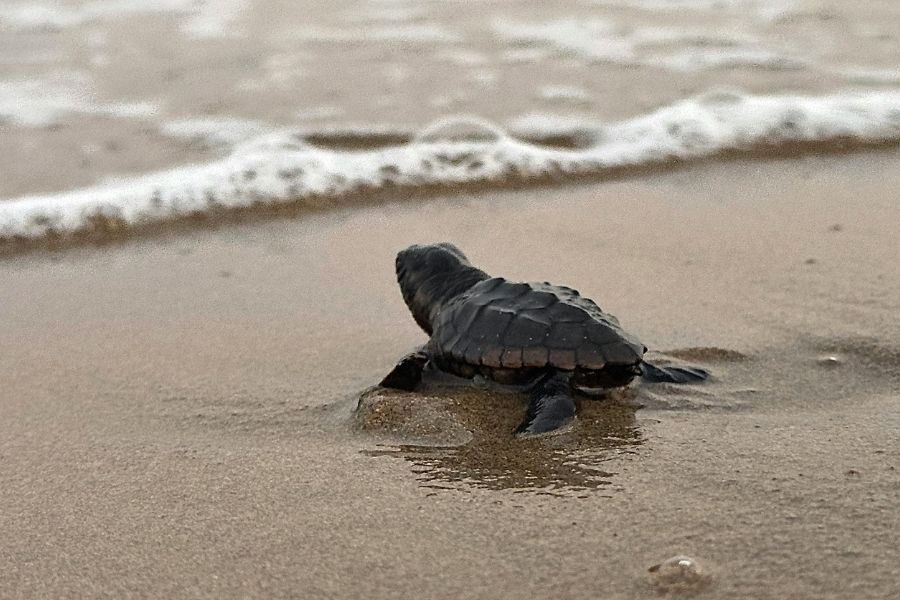 Sea turtle hatchling on the sand near the water