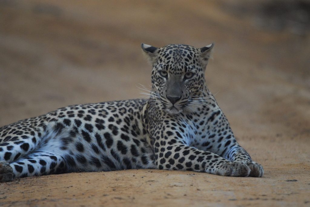 Wild Sri Lanka Uncovered — gallery