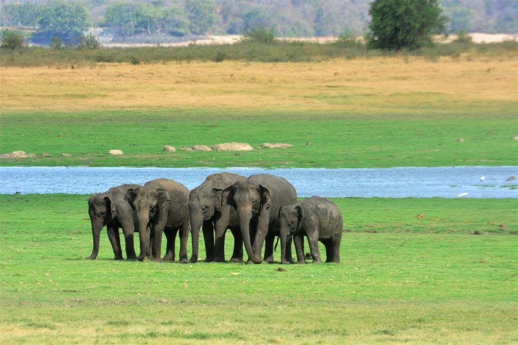 Magical Sri Lanka Family Journey — cover